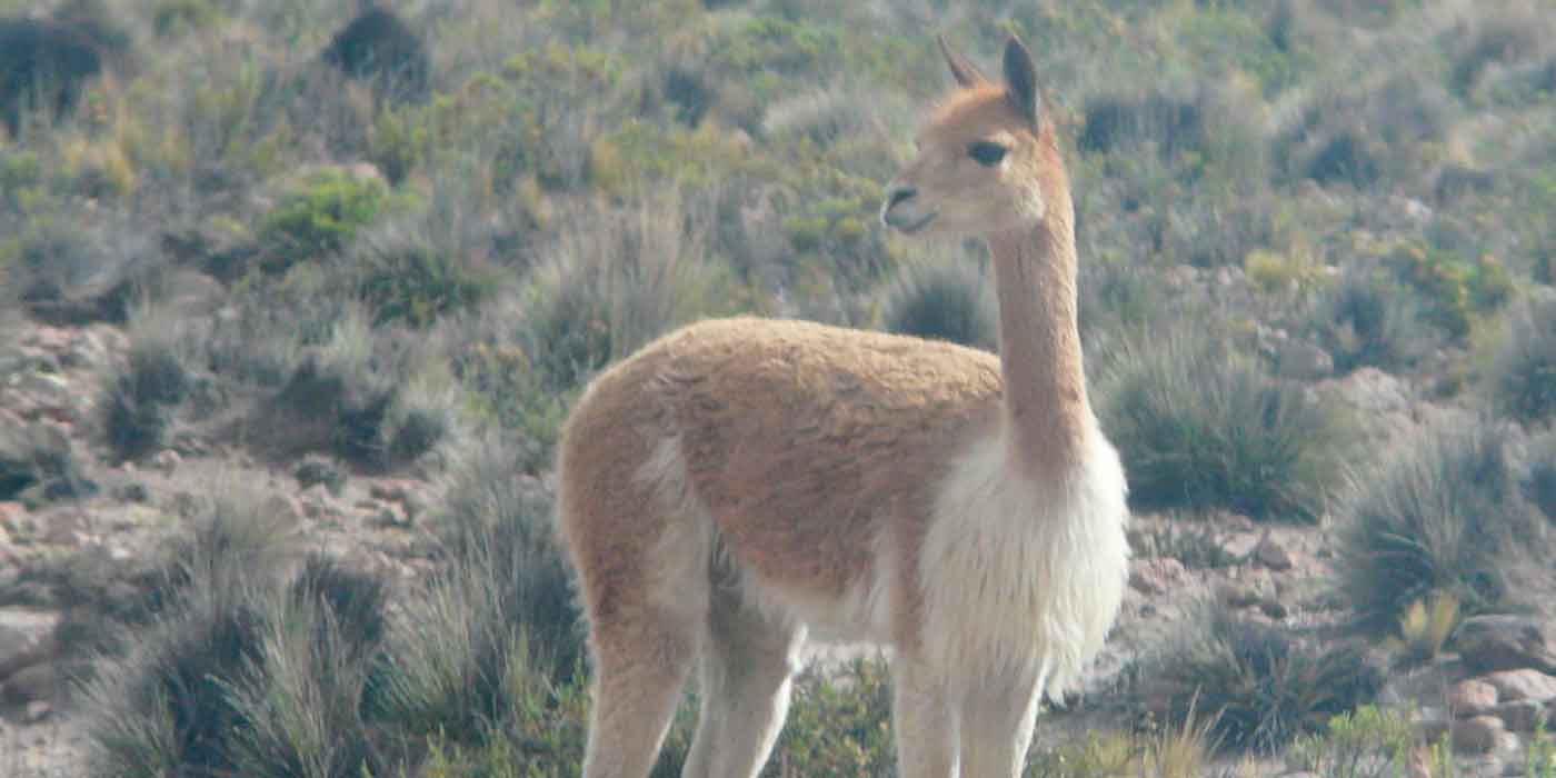 Colca Canyon