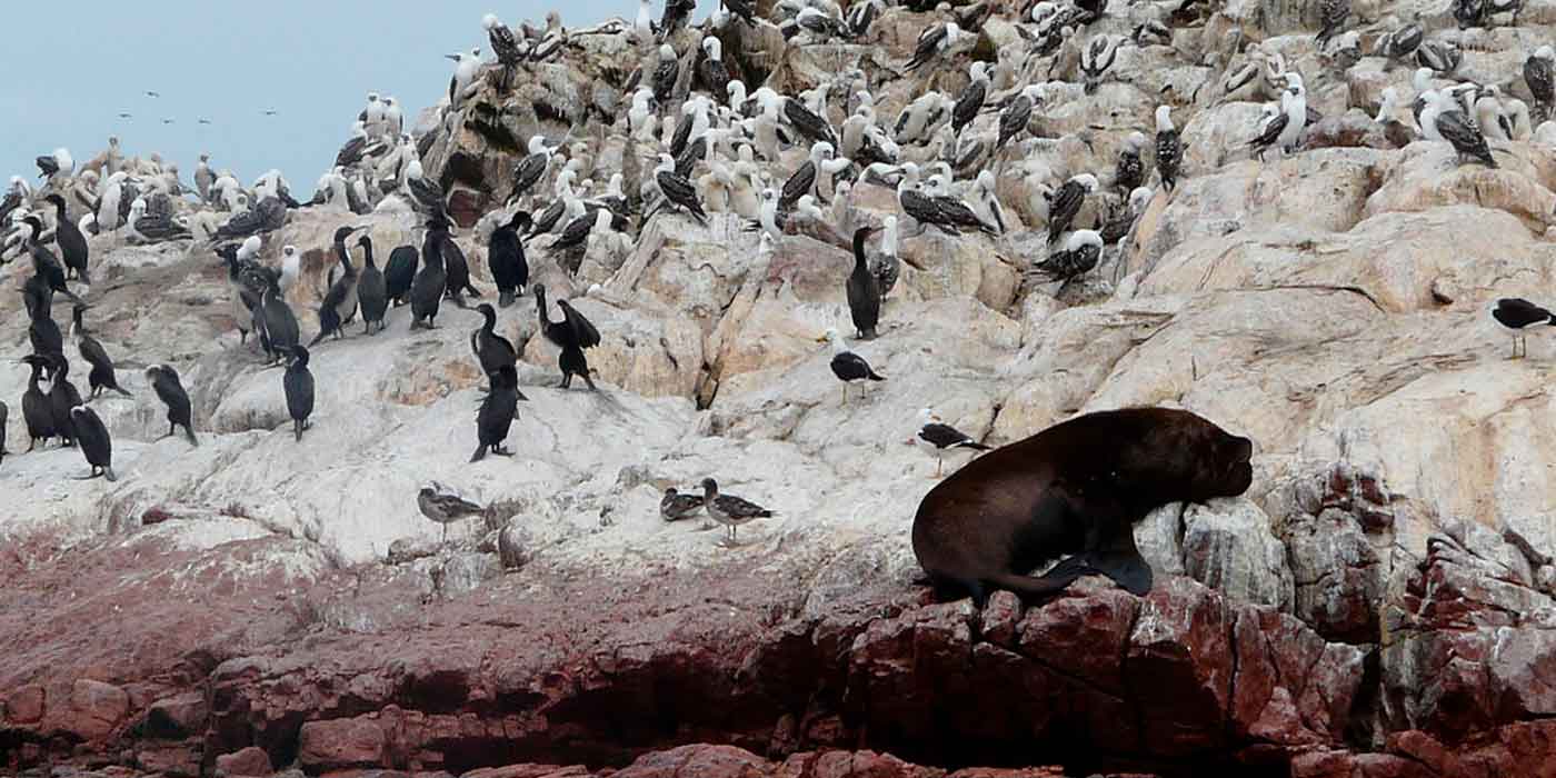Paracas